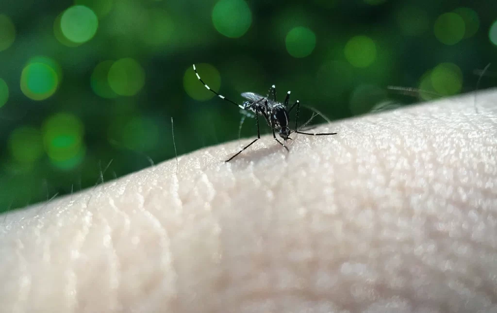 Combatir el dengue en el hogar