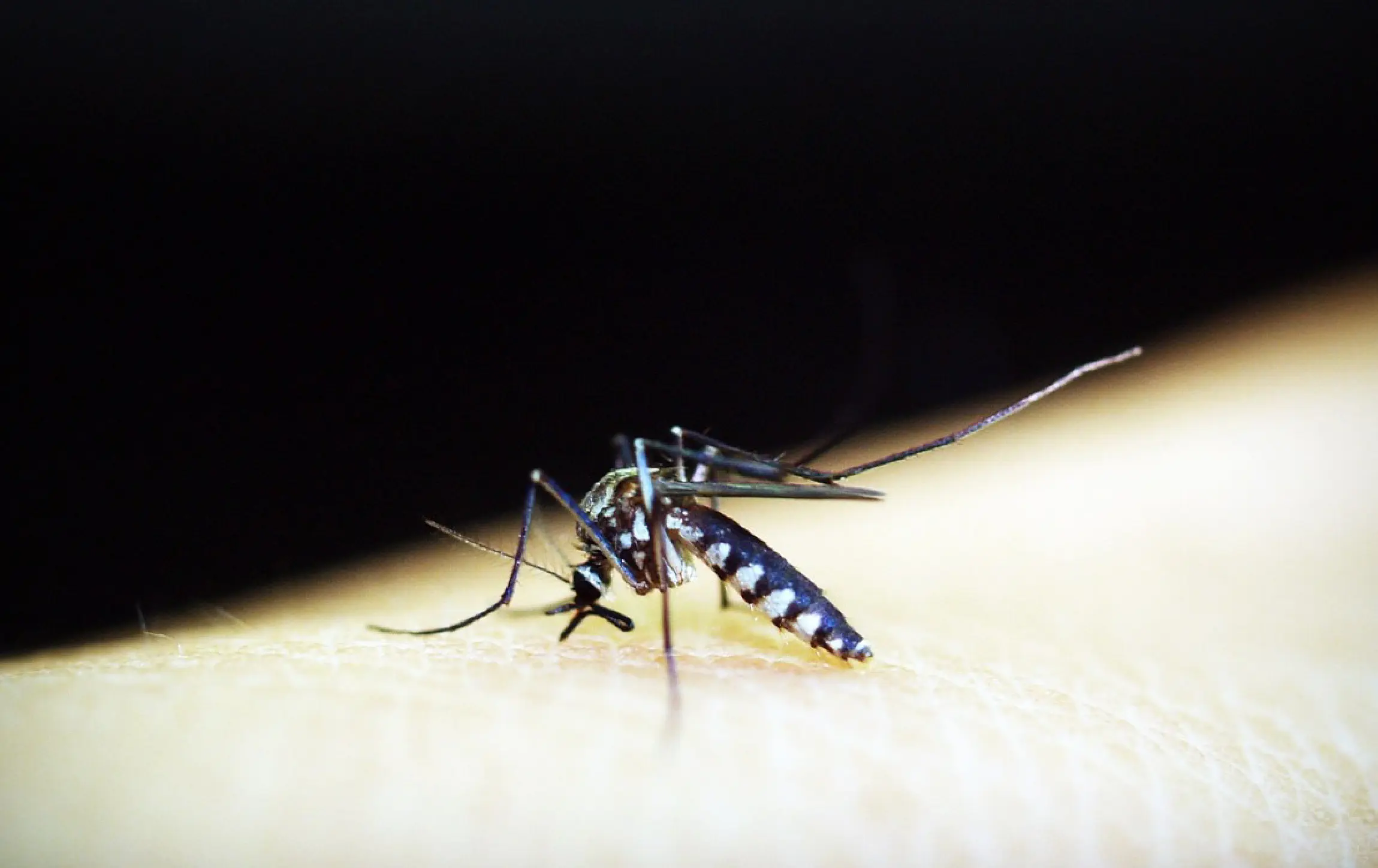 Combatir el dengue en el hogar 2